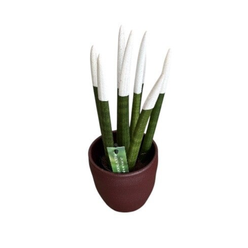 White sansevieria in a Bordeaux pot