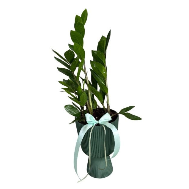 Zamioculcas in a plastic cup in green /pink / black colour. Choose colour in notes