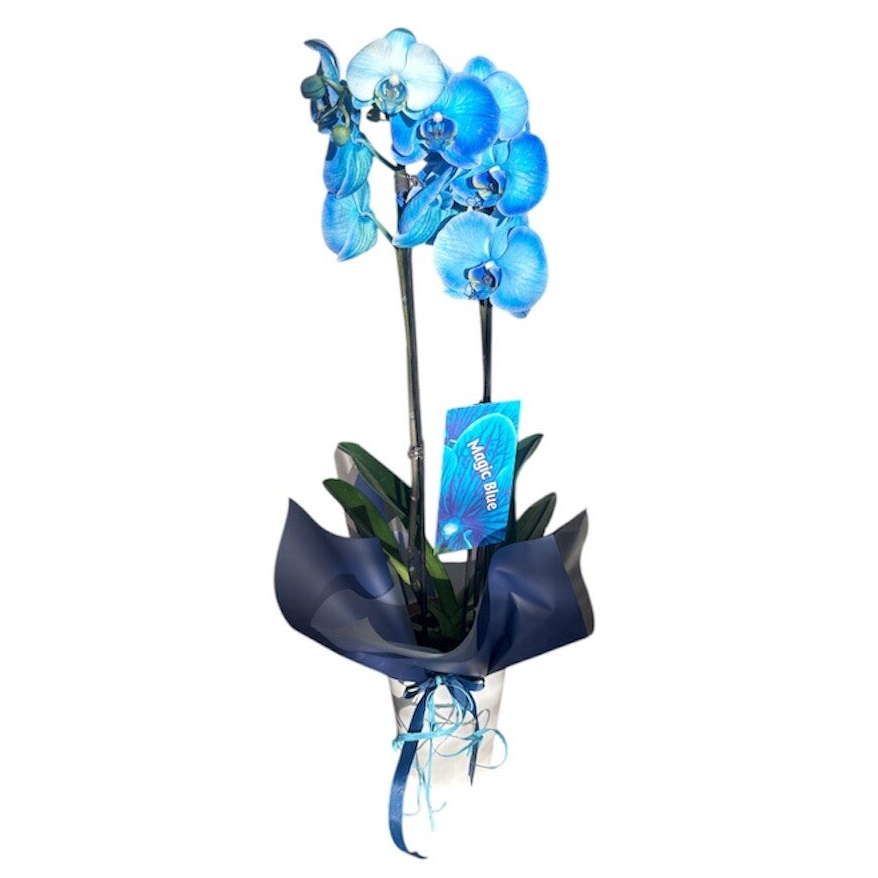 Phalenopsis blue 2 stem in a ceramic pot