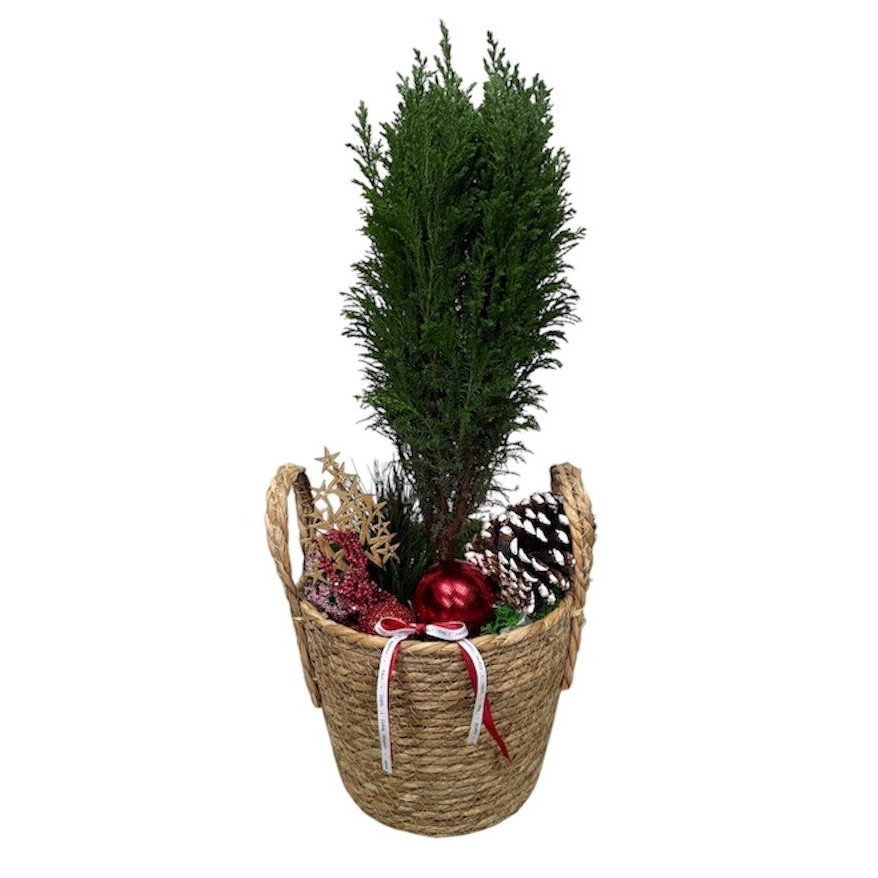 Chamaecyparis in a basket with Christmas decoration