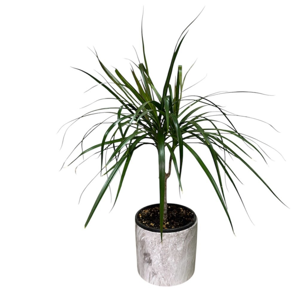 Dracaena in a marble ceramic pot