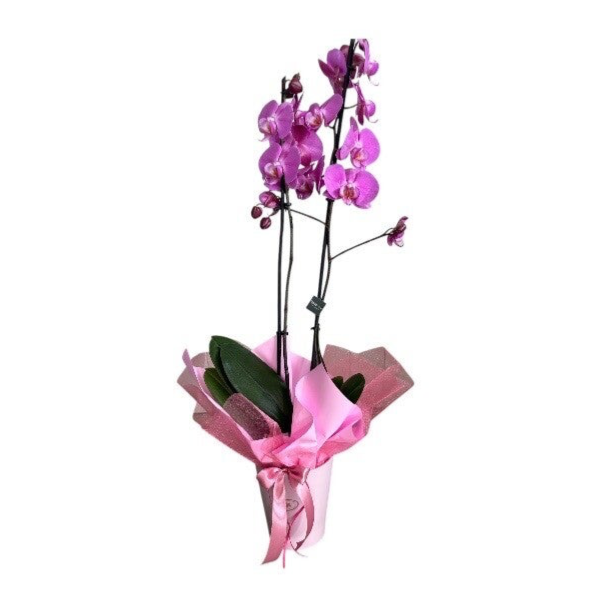 Phalenopsis pink 2 stem in a ceramic pot
