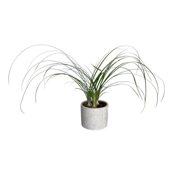 Nolina in a small beige pot