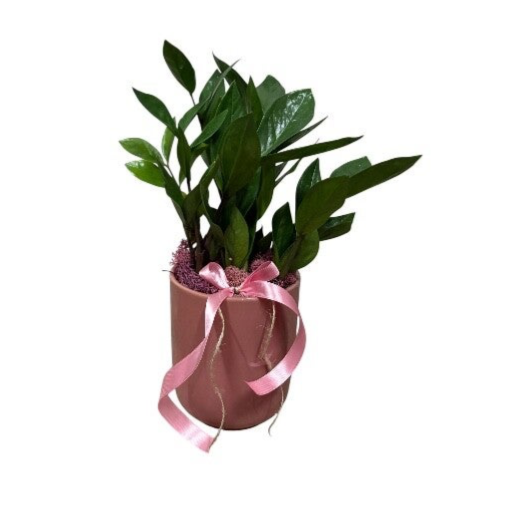 Zamia in pink pot