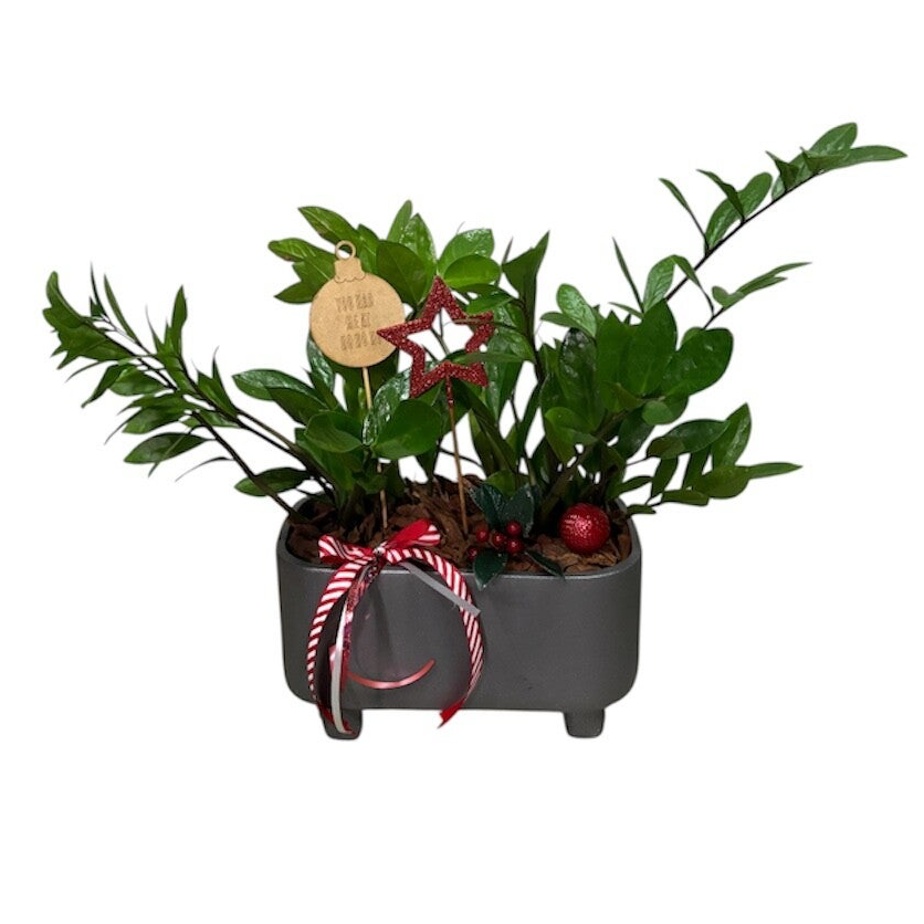 Zamioluccas in a pot with Christmas decoration