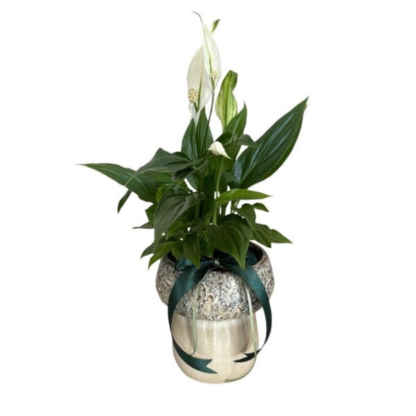 Spathyphyllum in a green beige ceramic pot total height 40cm