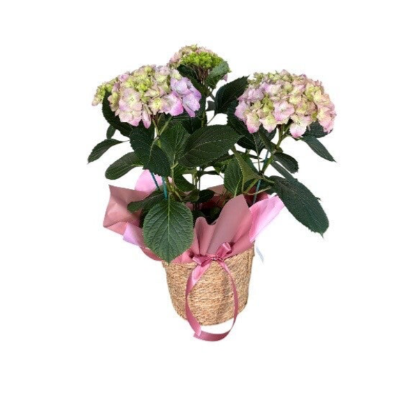 Hydrangea in a basket. Colours may vary