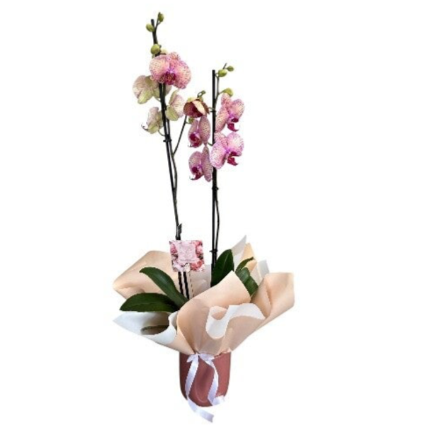 Pink/yellow phalenopsis 2 stem in a ceramic pot