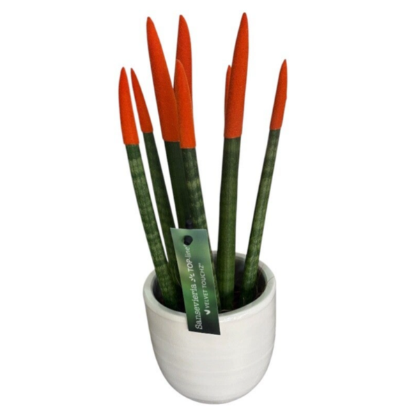 Orange sansevieria 25 cm in a pot