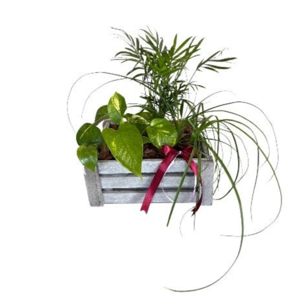 Plant arrangement in a wooden pot