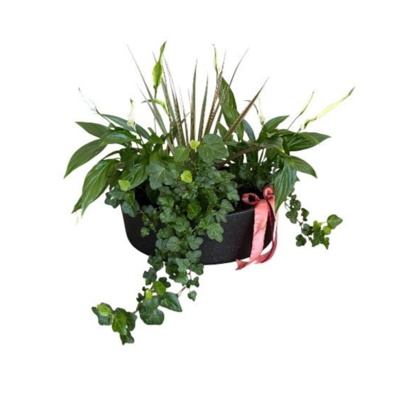 Plants arrangement in a black pot