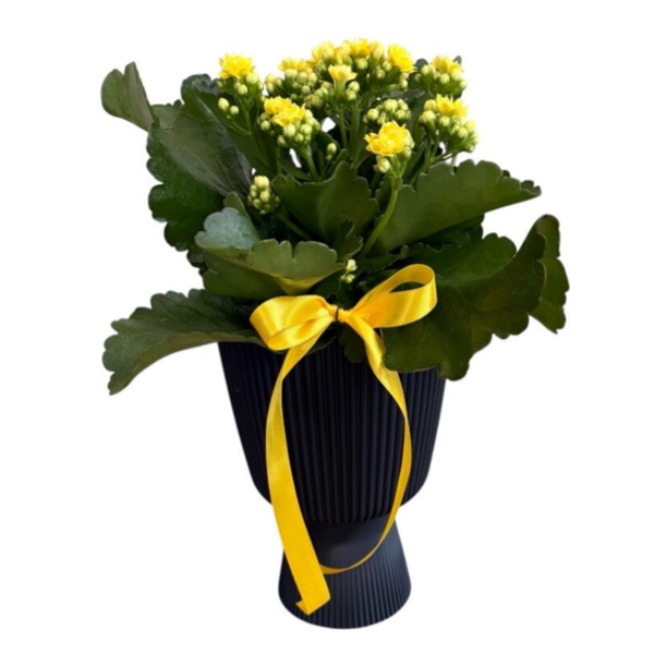Yellow kalanchoe in a black tall cup