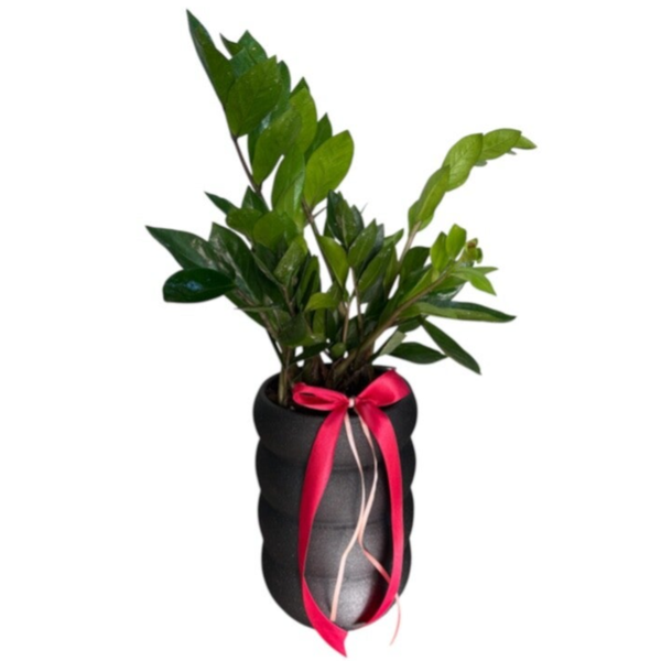 Zamioculcas in a tall black pot