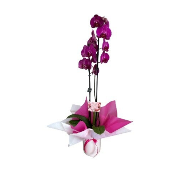 Phalenopsis fuchsia 2 stem in a ceramic pot