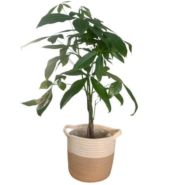 Pachira 70cm  in a basket
