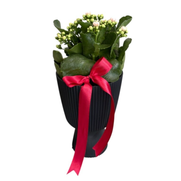 White kalanchoe in a black tall cup