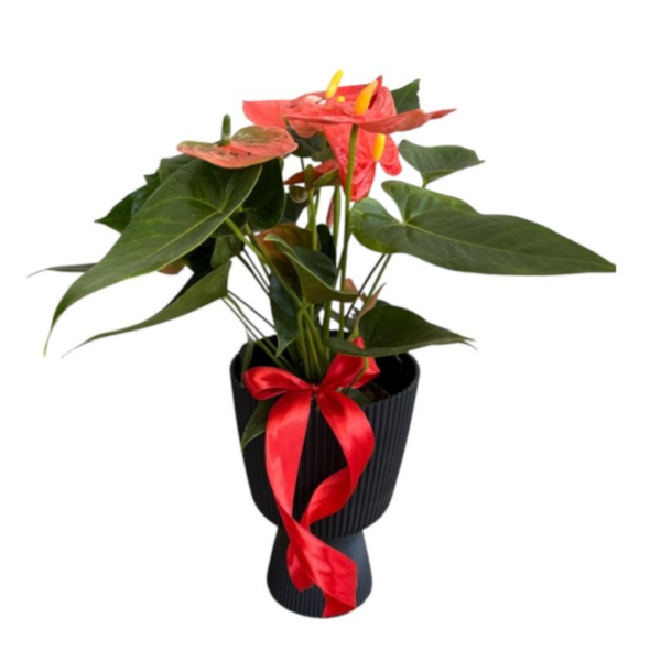 Anthurium in a black pot