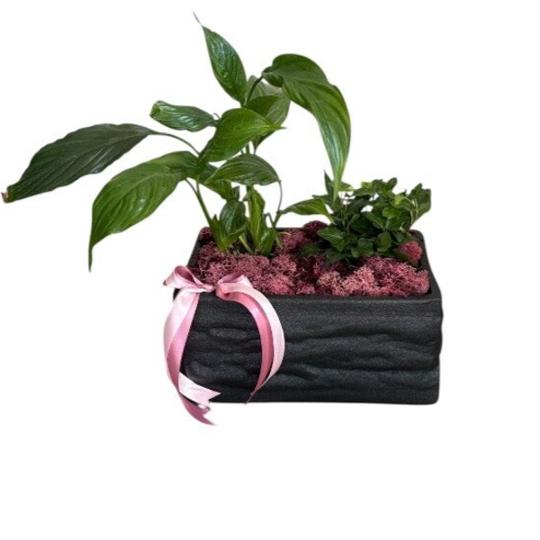 Plant arrangement in a rectangle black pot