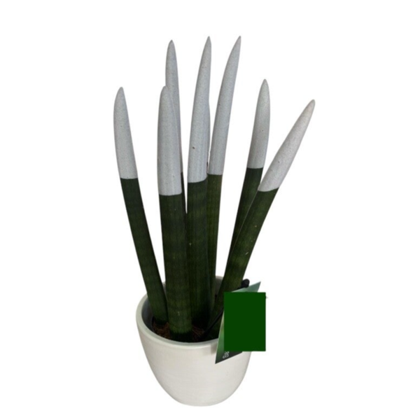 Sansevieria white 25cm in a pot
