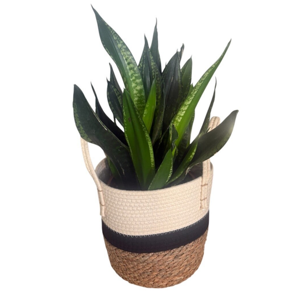 Sansevieria in a basket