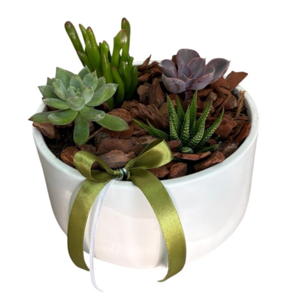 Succulent arrangement in a white pot