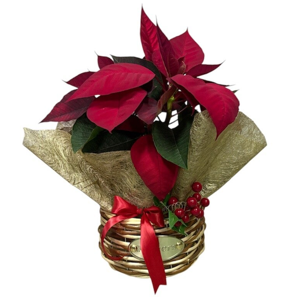Poinsettia 30cm in a basket with Christmas decoration
