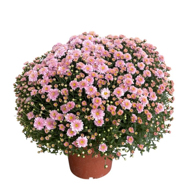 Chrysanthemum 5L pot , pink in wrapping