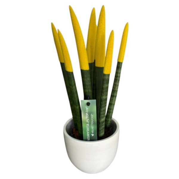 Yellow sansevieria 25 cm in a pot
