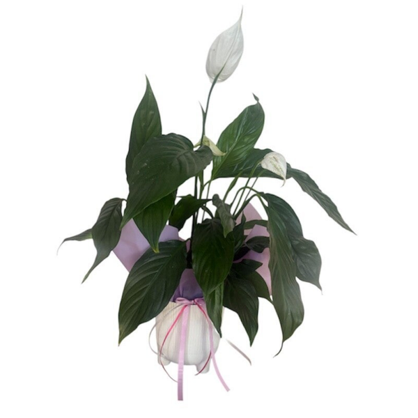 Spathyphyllum 40 cm in a plastic pot