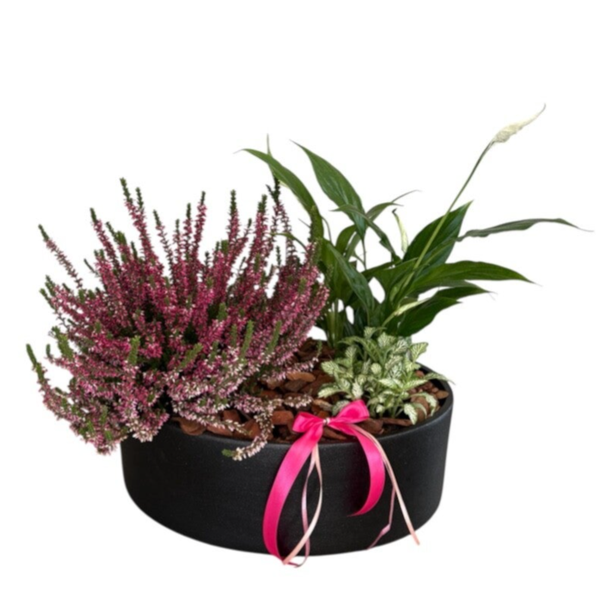 Pot arrangement in large black pot