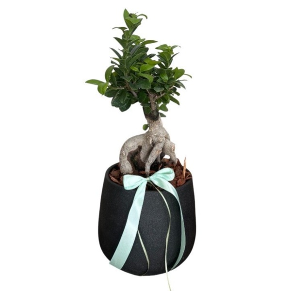 Ficus bonsai in a black pot
