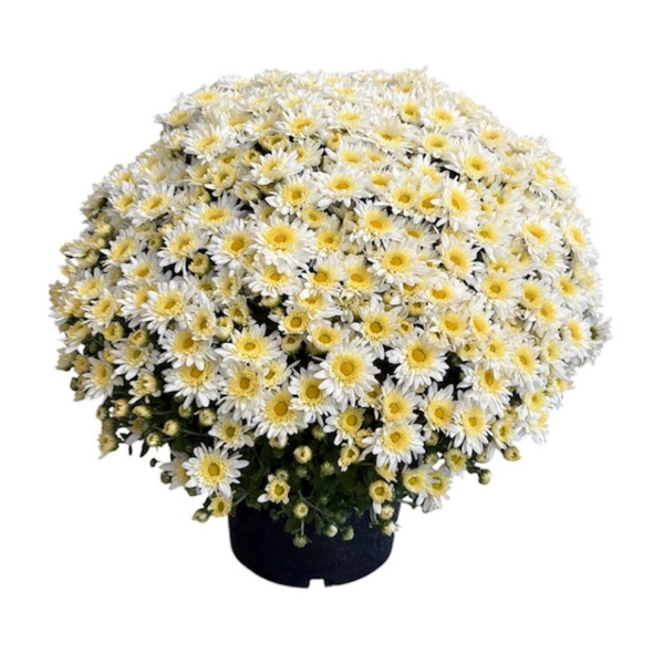 Chrysanthemum 5L pot , white in wrapping