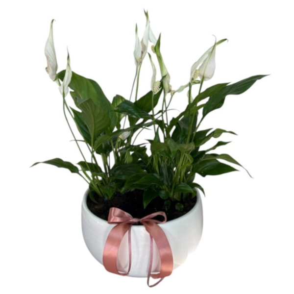 Spathyphyllum arrangement in white bowl