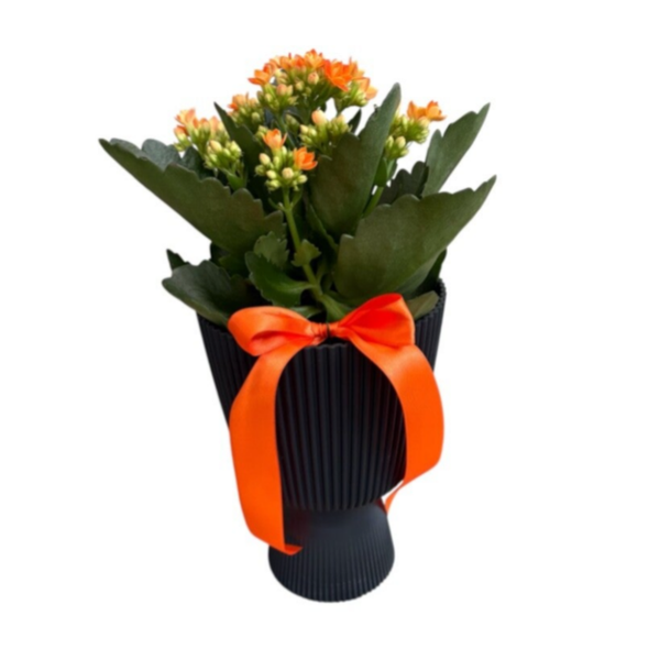 Orange kalanchoe in a black tall cup