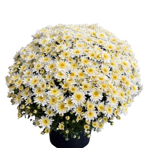 Chrysanthemum 4L pot , white in wrapping