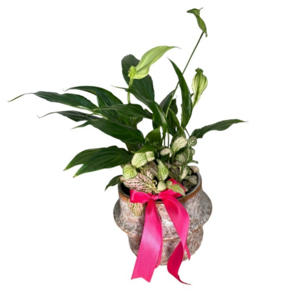 Spathyphyllum and fittonia arrangement in a small brown pot