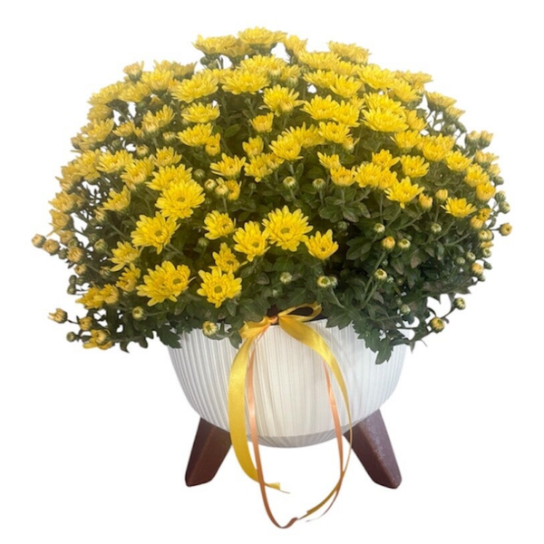 Yellow chrysanthemum in a plastic pot