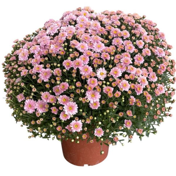 Chrysanthemum 4L pot , pink in wrapping