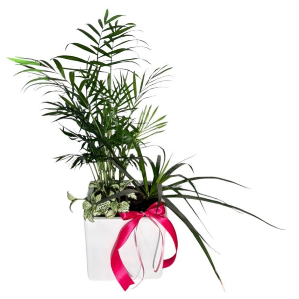 Plant arrangement in a white square pot