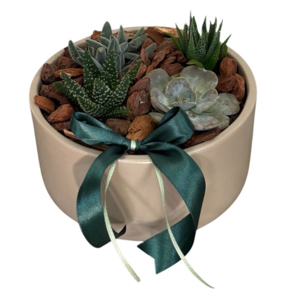 Succulent arrangement in a beige pot