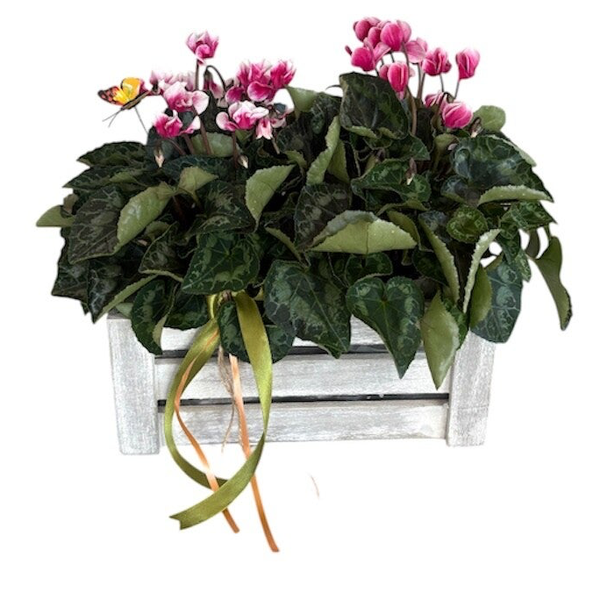 2 cyclamen in a wooden box