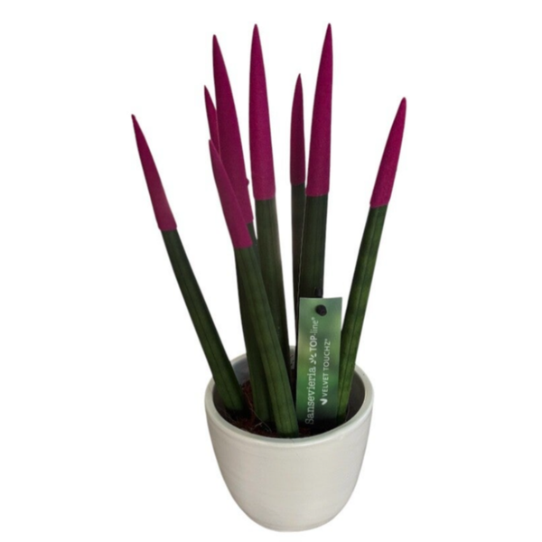 Pink sansevieria 25cm in a pot