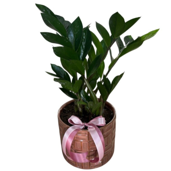 Zamioculcas in a pink ceramic