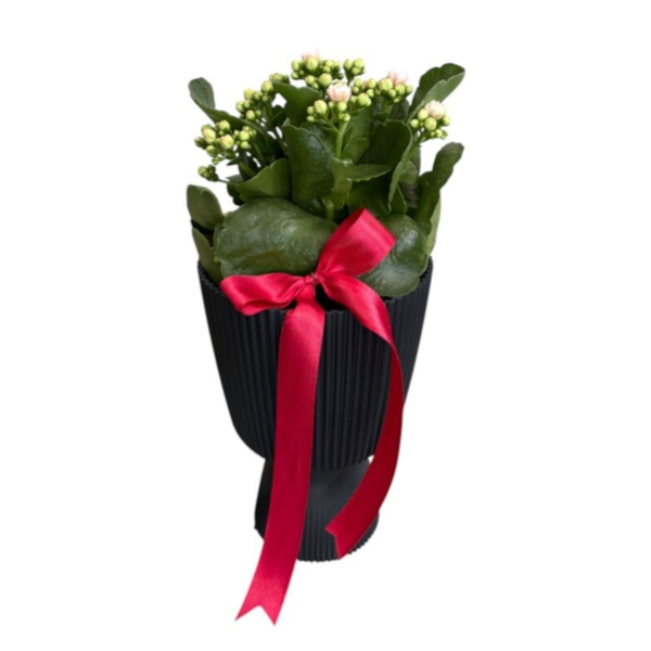 Pink kalanchoe in a black tall cup