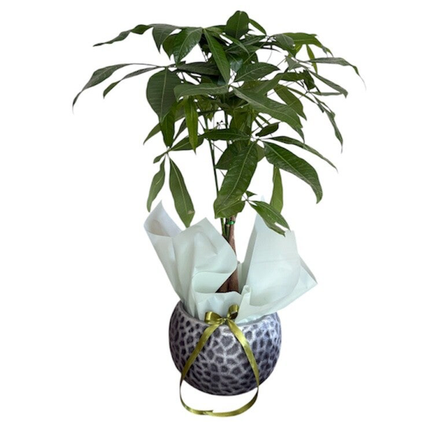 Pahira in a concrete pot