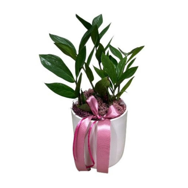 Zamia in light pink pot