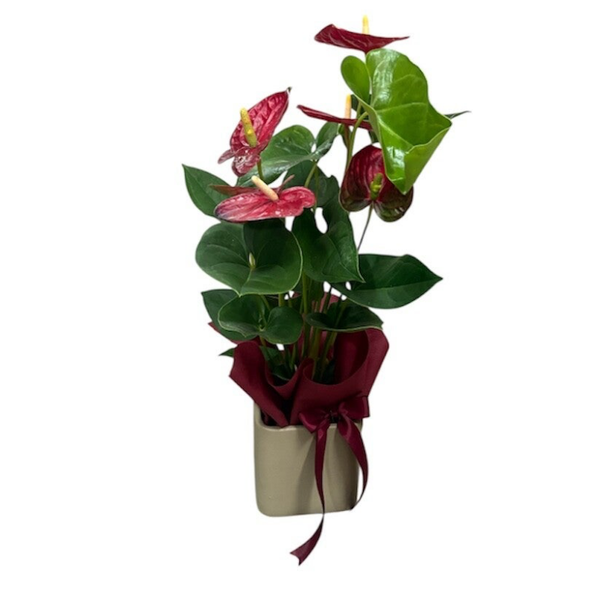 Anthurium in a beige pot
