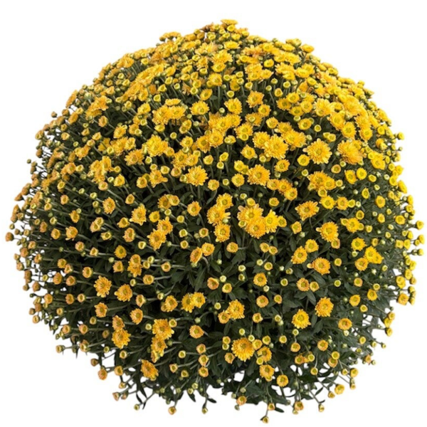Chrysanthemum 4L pot , yellow in wrapping