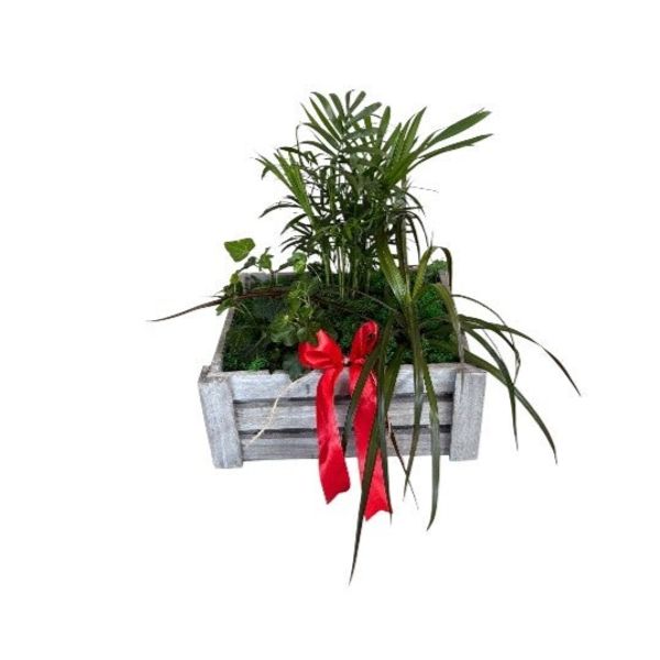 Plant arrangement in a wooden box
