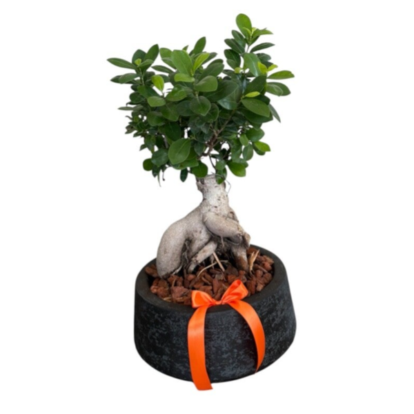Ficus bonsai in a fiber clay pot. Total Height 50cm